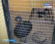 Лебеди-чёрные0118.jpg