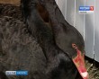 Лебедь-чёрный0118.jpg