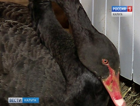 Пара чёрных лебедей, оставшихся зимовать, воссоединились в Калужской области