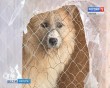 СовакаПриют0127.jpg