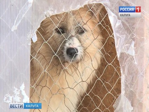 Новое место для приюта «Душа бродяги» будут искать калужские министерства