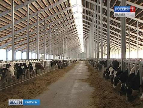 По валовому сбору зерна и производству молока Перемышльский район первый