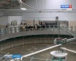 Ферма-коровы3-0210.jpg