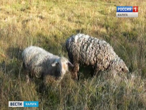 Больных бруцеллёзом овец завезли в Малоярославецкий район из Дагестана