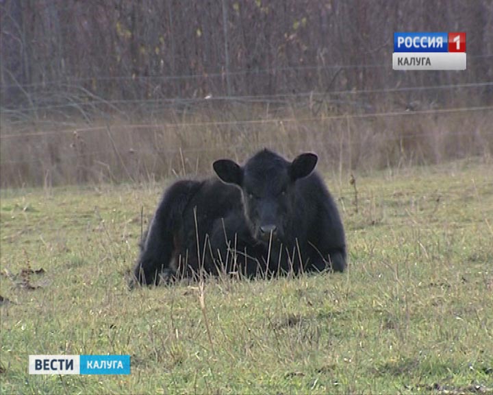 Бычек1029.jpg