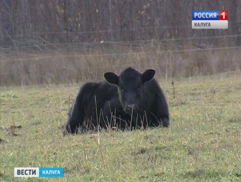 Семейная ферма открылась в Медынском районе