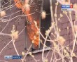 Пожар-Октябрьский-проез3-0418.jpg