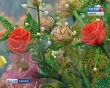 Родное,-близкое,-свое4-0418.jpg
