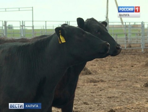Крупную мясную ферму открыли в Хвастовичском районе