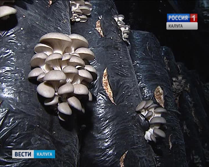 Грибы0227.jpg