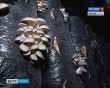 Грибы0227.jpg