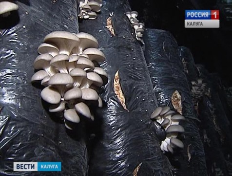 Новую грибоводческую ферму построят в Хвастовичском районе