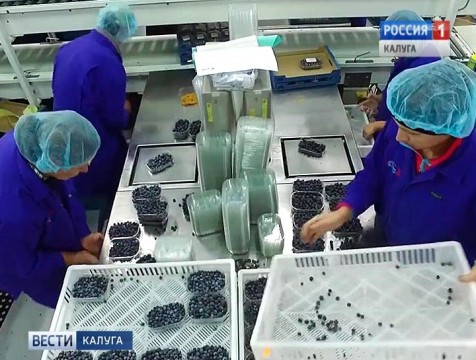 В регионе будут выращивать голубику