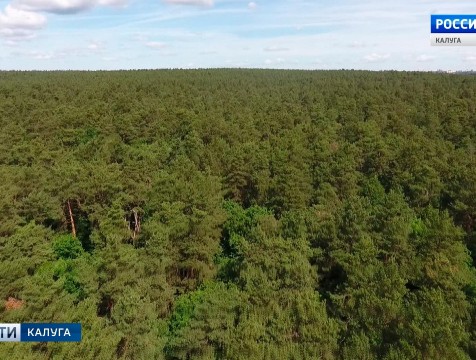Закон о «лесной амнистии» вступает в силу