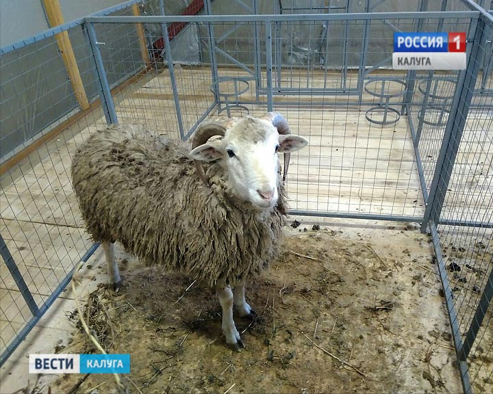 Овцы-ферма1117.jpg