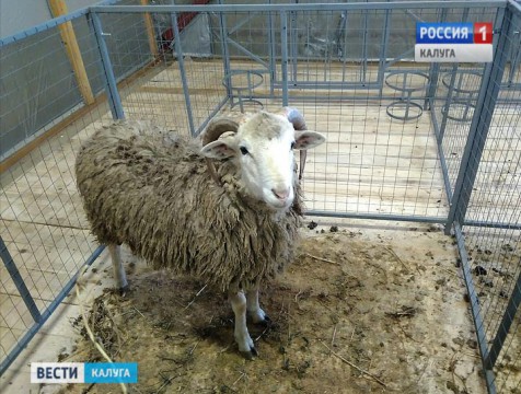 В Малоярославецком районе открылась первая в области овцеводческая ферма