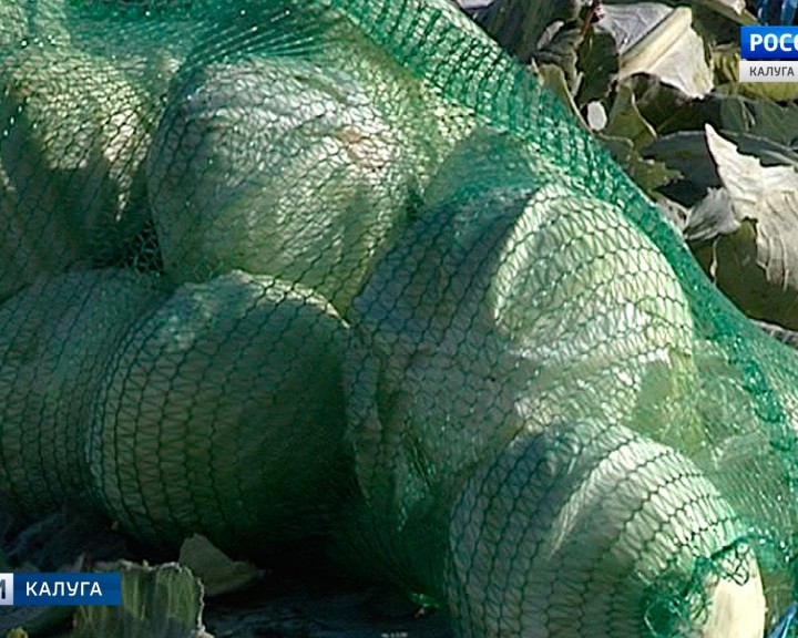 Капуста0901.jpg