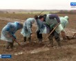 Яблоневый-сад5-1115.jpg