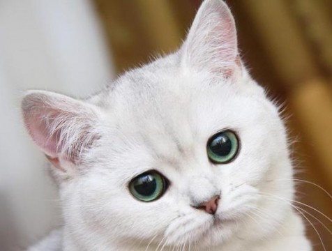 Живодёров хотят сажать на 5 лет
