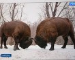 Две-выставки1-0104.jpg