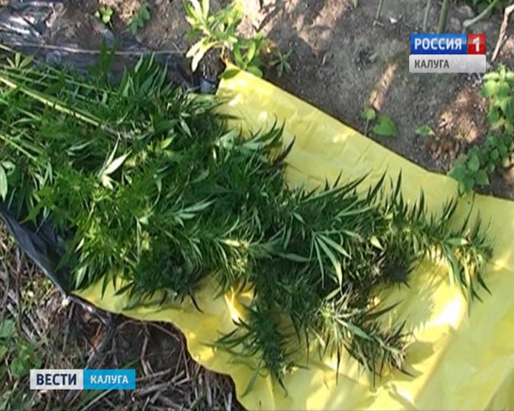 конопля1210.jpg