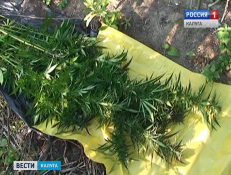 Операция «Мак-2015»: в регионе обнаружено более центнера наркотиков