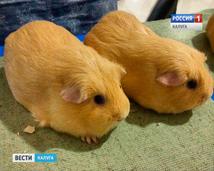 Свинки1212.jpg