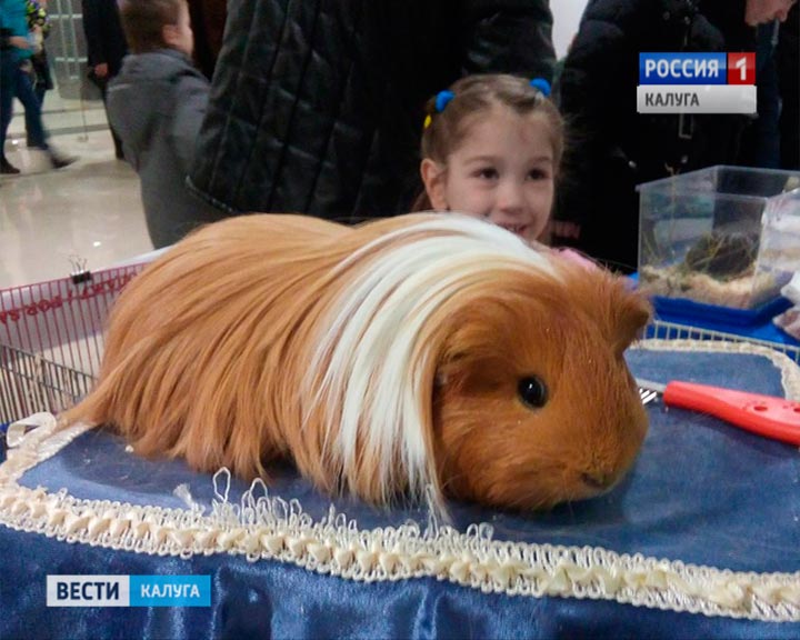 Свинки2-1212.jpg