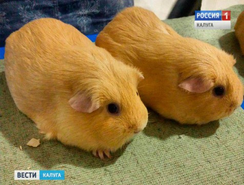 В Калуге впервые прошла выставка морских свинок