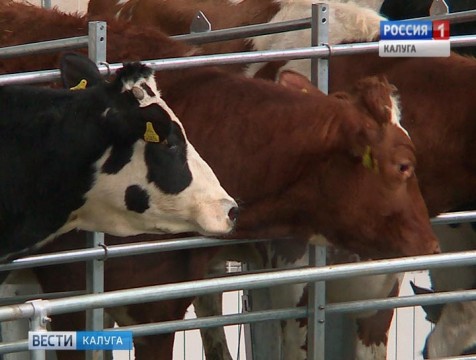 Ферзиковский район планирует увеличить производство молока до 300 тонн в сутки