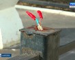 Девочку-убило-током2-0411.jpg