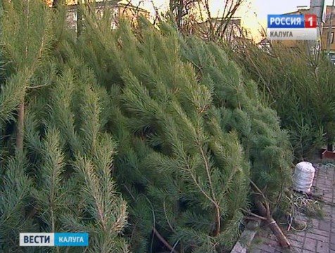 В  Калуге планируют открыть более 40-ка мест для продажи новогодних ёлок