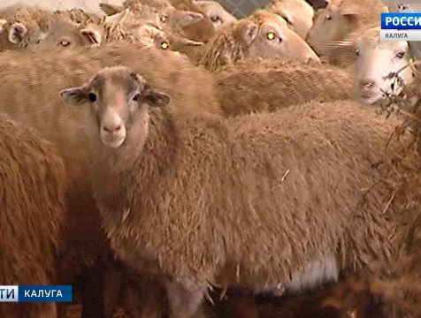 Новый случай бешенства зафиксирован в Ульяновском районе