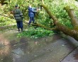 повалил-деревья1-0605.jpg