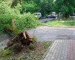 повалил-деревья2-0605.jpg