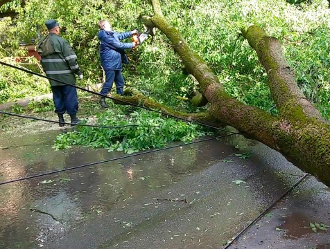Сильный ветер в Калуге повалил деревья