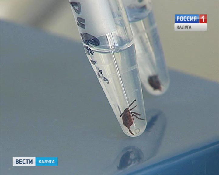 Клещь0608.jpg