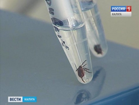 В Калуге зафиксирован первый случай заражения клещевым боррелиозом