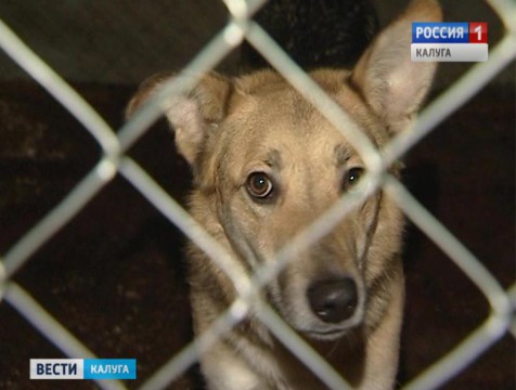 Собачий приют перестал получать финансирование из областного бюджета