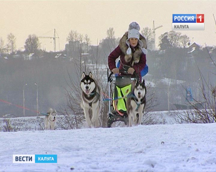 Гонки-на-собаках0106.jpg