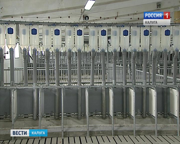 Свинокомплекс0910_B.jpg