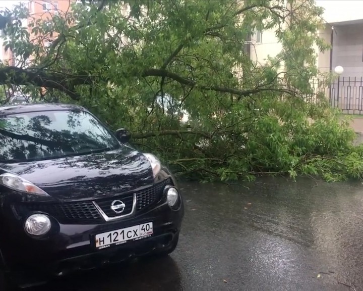 дерево-упало.jpg