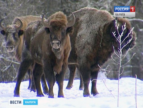 В Гостиных рядах появится информационный центр нацпарка «Угра»