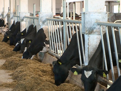 На 25,5% выросло производство молока в Калужской области