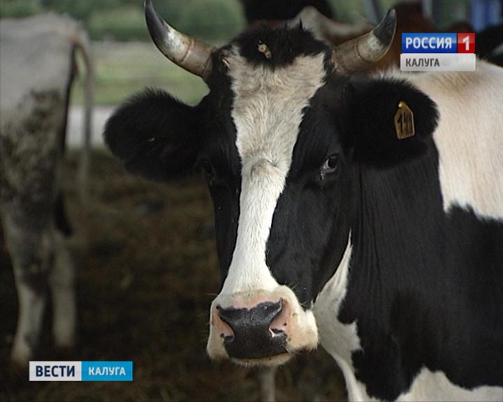 Корова ферма0817.jpg