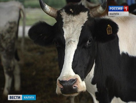 Калужская область в 2015 году перевыполнила план по надою молока