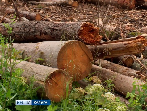 Деятельность «черного лесоруба» оценили на сумму 1 369 279 рублей