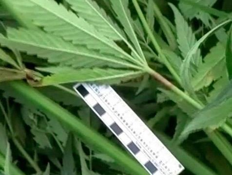 134 куста конопли обнаружено на приусадебном участке калужанина