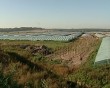 ФСБ-помидоры1-0827.jpg